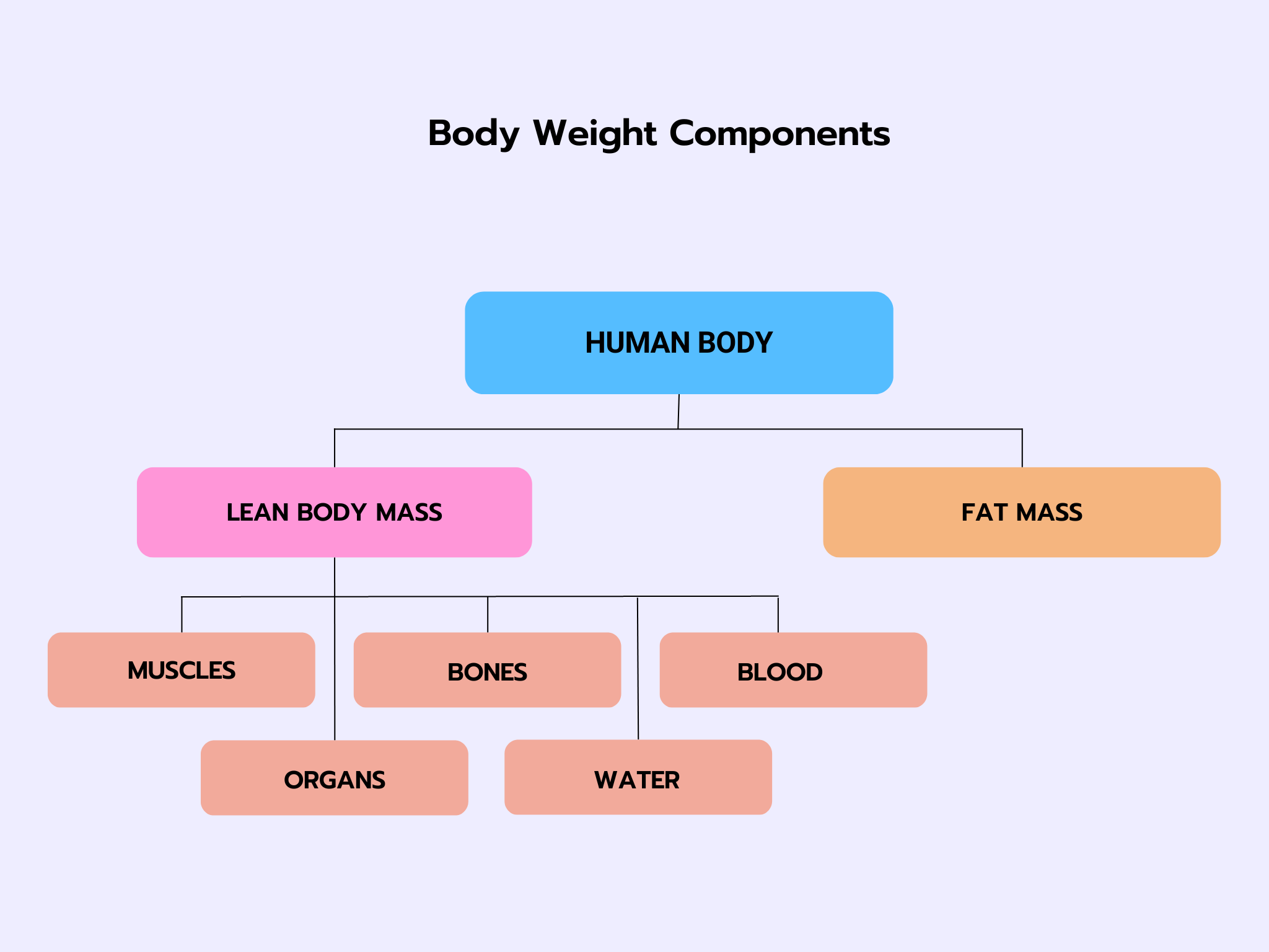 Body Weight Components