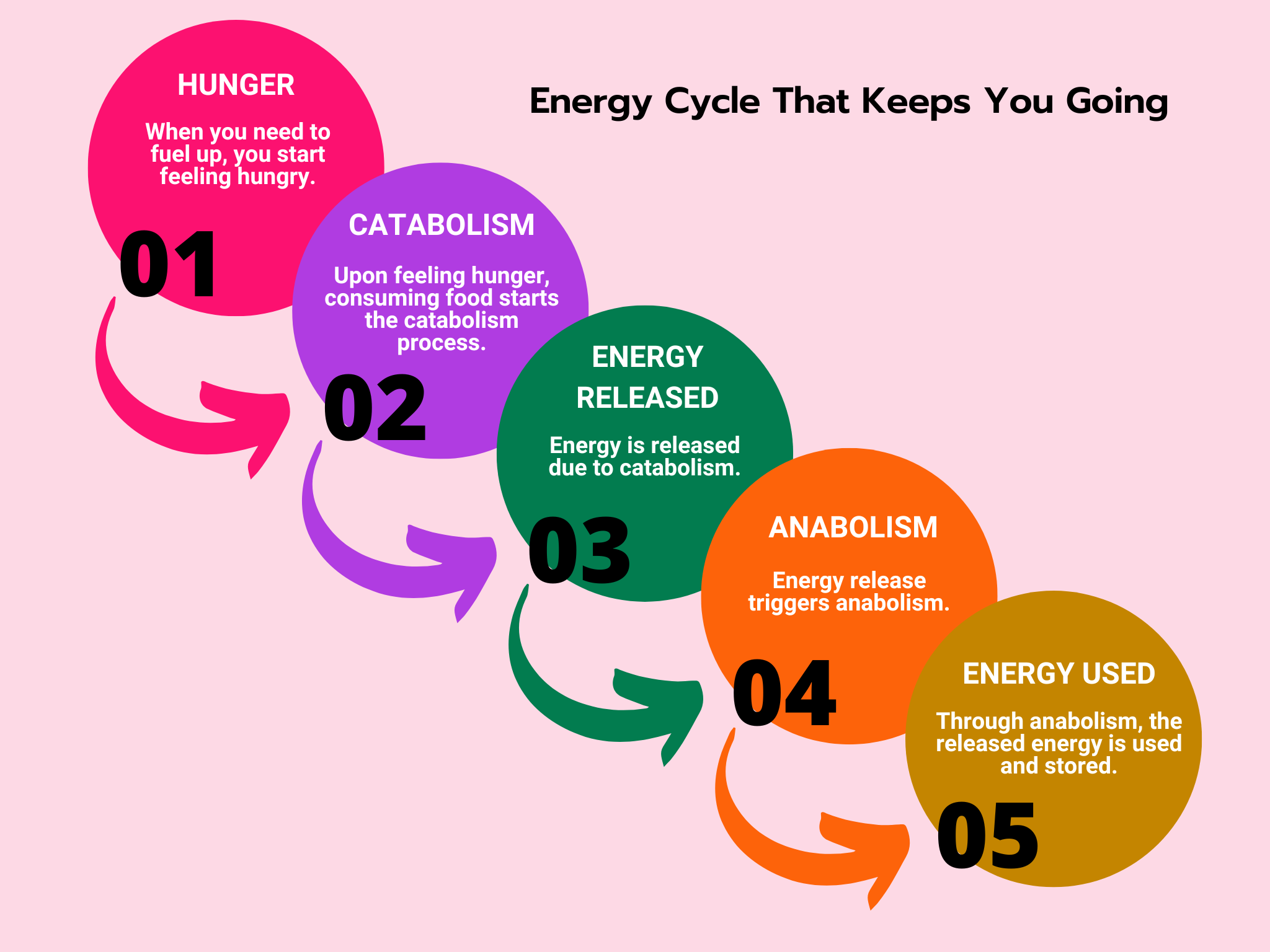 Energy Cycle That Keeps You Going