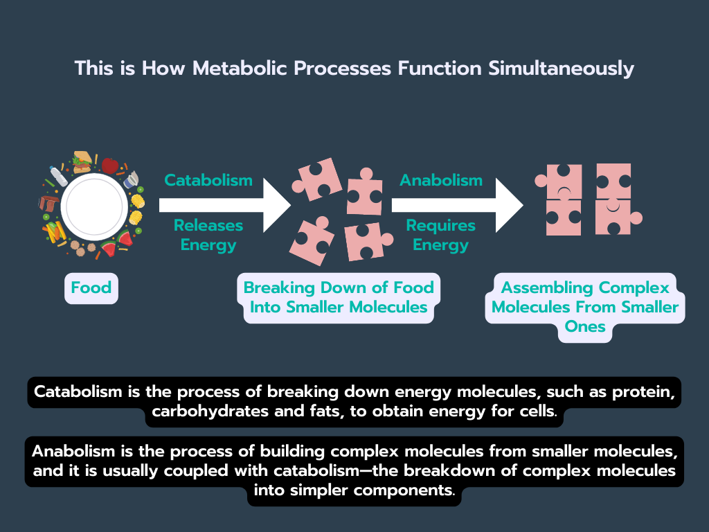This is How Metabolic Processes Function Simultaneously